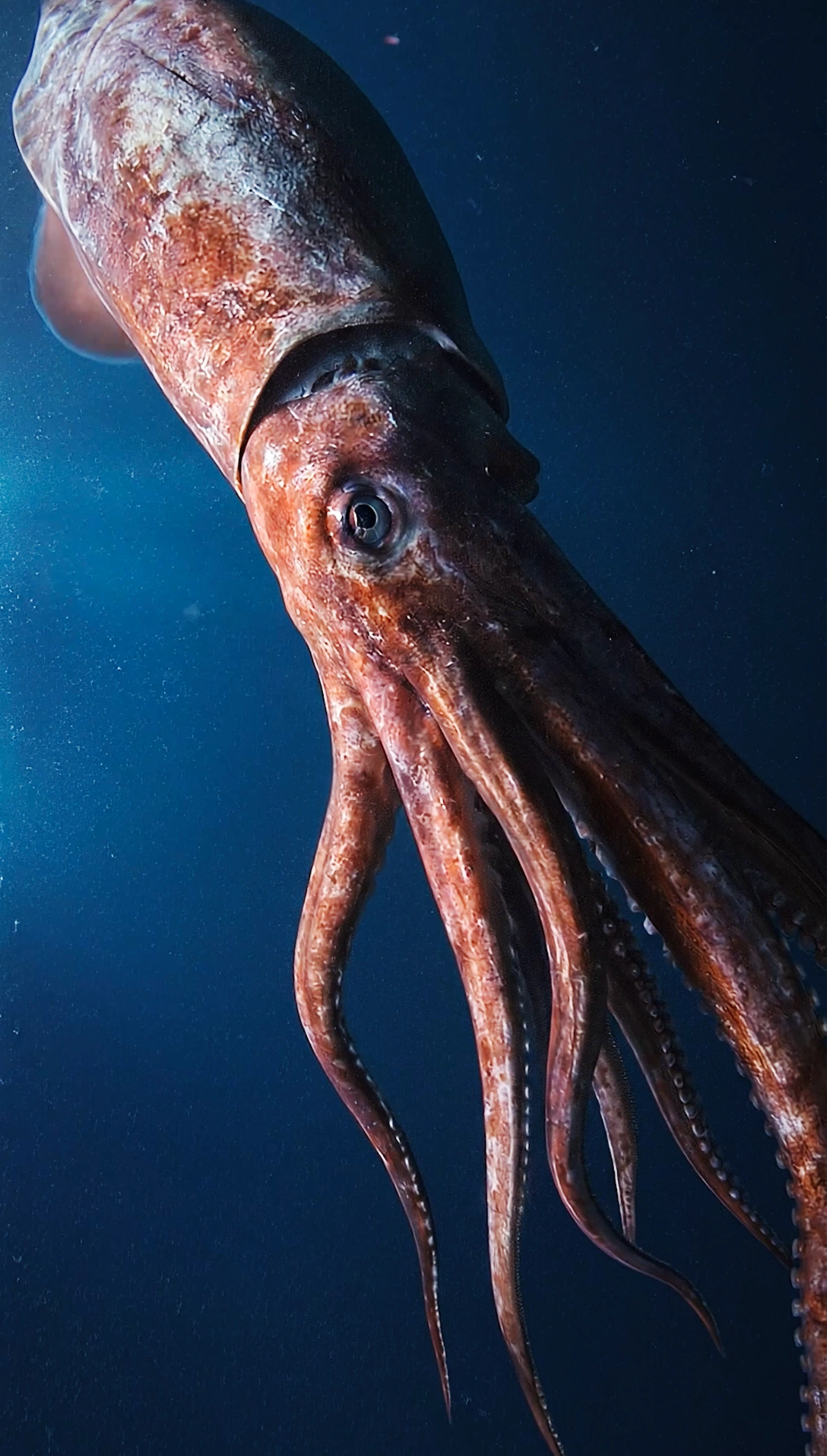 giant squid