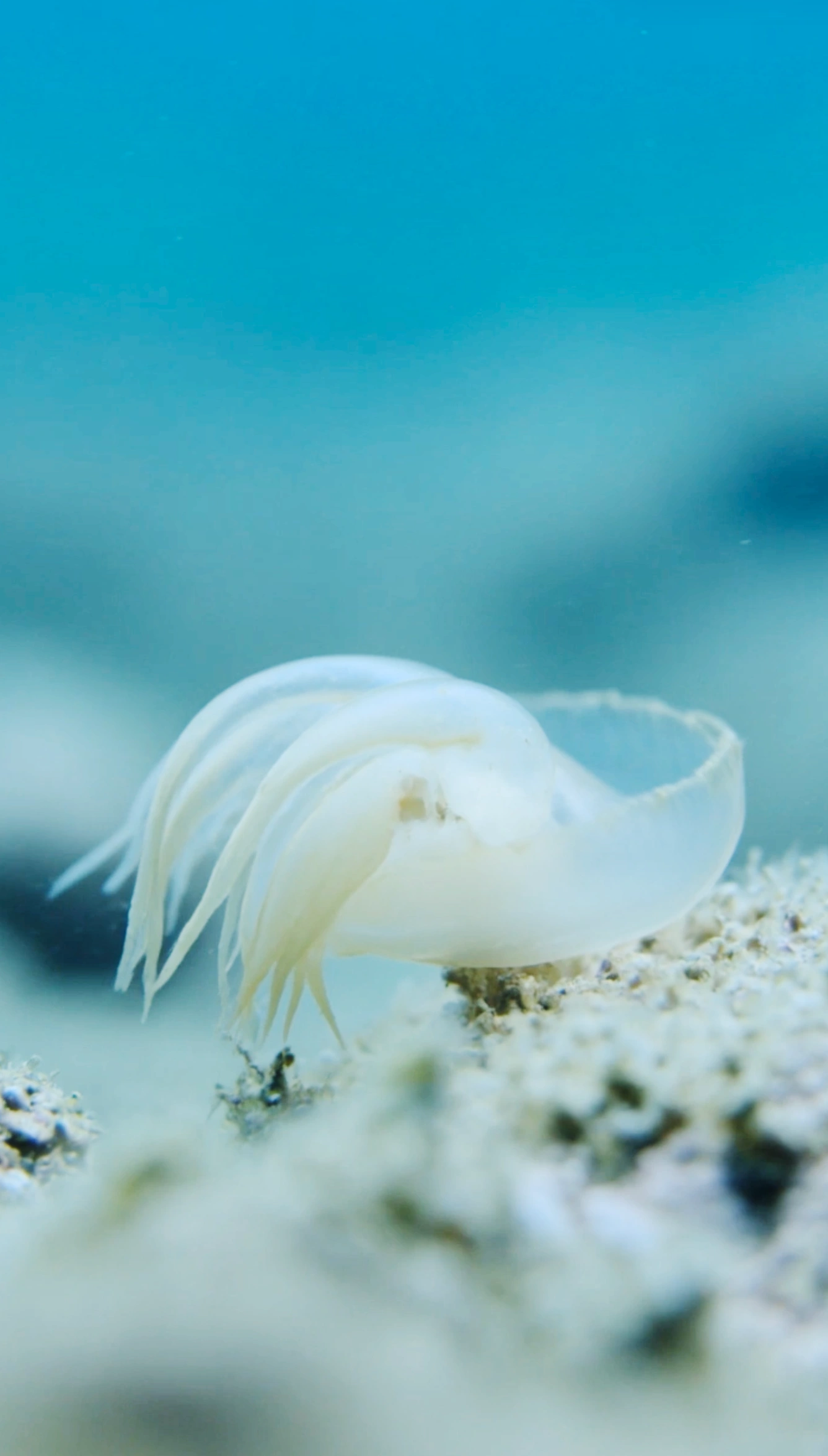 immortal jellyfish